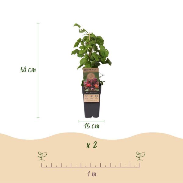 Rubus phoenicolasius - Japanische Weinbeere - Hardy - Leuchtend rote Himbeere - 2 Pflanzen