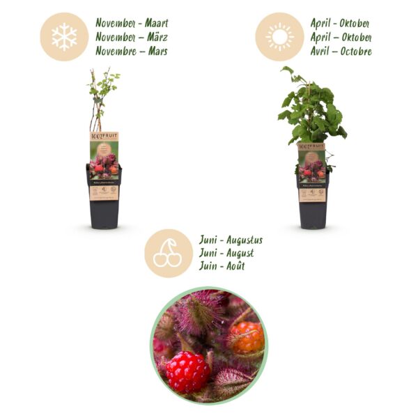 Rubus phoenicolasius - Japanische Weinbeere - Hardy - Leuchtend rote Himbeere - 2 Pflanzen