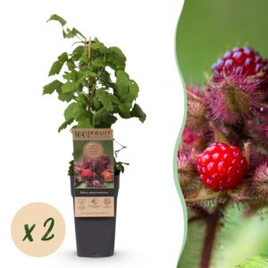 96f12dbf9b9f41e79ff499983f83847d716150ca7b4247afb24f71345e575e18.jpg Rubus phoenicolasius - Japanische Weinbeere - Hardy - Leuchtend rote Himbeere - 2 Pflanzen