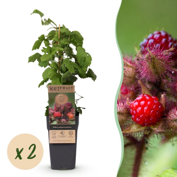 Rubus phoenicolasius - Japanische Weinbeere - Hardy - Leuchtend rote Himbeere - 2 Pflanzen