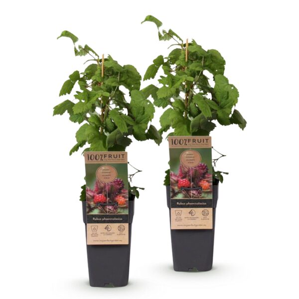 Rubus phoenicolasius - Japanische Weinbeere - Hardy - Leuchtend rote Himbeere - 2 Pflanzen