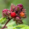 Rubus phoenicolasius - Japanische Weinbeere - Hardy - Leuchtend rote Himbeere - 2 Pflanzen