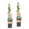 3b309681c6984131b0f64b5235a91efcb64005ead0eb4419a083b2c97d65cbaa.jpg Vaccinium corymbosum Bluecrop - Heidelbeere - Winterhart - Heidelbeere - 2 Pflanzen