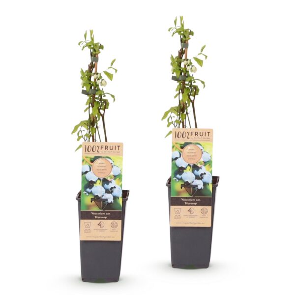 3b309681c6984131b0f64b5235a91efcb64005ead0eb4419a083b2c97d65cbaa.jpg Vaccinium corymbosum Bluecrop - Heidelbeere - Winterhart - Heidelbeere - 2 Pflanzen