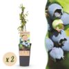 a8d68c8b4e71442286123b99246890a243c38ec9449b4b078ddda5804e6e3401.jpg Vaccinium corymbosum Bluecrop - Heidelbeere - Winterhart - Heidelbeere - 2 Pflanzen
