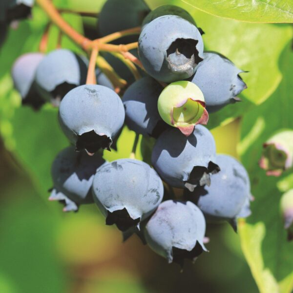 c52dca3b57bf44289862bb45eebb60326ee03a2cf25a4a7ebe34e7b79902a1e5.jpg Vaccinium corymbosum Bluecrop - Heidelbeere - Winterhart - Heidelbeere - 2 Pflanzen