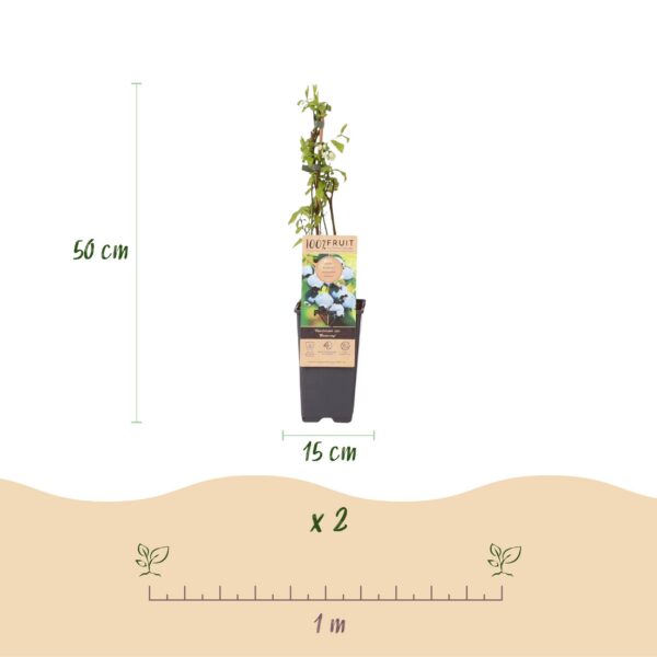 f1c8f9efa1cc47e7ba87dd3d4e255e9297069f979d4e4c4b81456899366ad8aa.jpg Vaccinium corymbosum Bluecrop - Heidelbeere - Winterhart - Heidelbeere - 2 Pflanzen