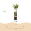 Vaccinium corymbosum Patriot - Heidelbeere - Winterhart - Heidelbeere - 2 Pflanzen