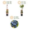 Vaccinium corymbosum Patriot - Heidelbeere - Winterhart - Heidelbeere - 2 Pflanzen