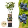 Vaccinium corymbosum Patriot - Heidelbeere - Winterhart - Heidelbeere - 2 Pflanzen