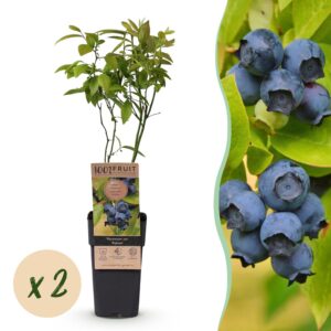 640a7c59d2af4b869f03db82842b78767c5951645cab4005b1be532a218e7b31.jpg Vaccinium corymbosum Patriot - Heidelbeere - Winterhart - Heidelbeere - 2 Pflanzen
