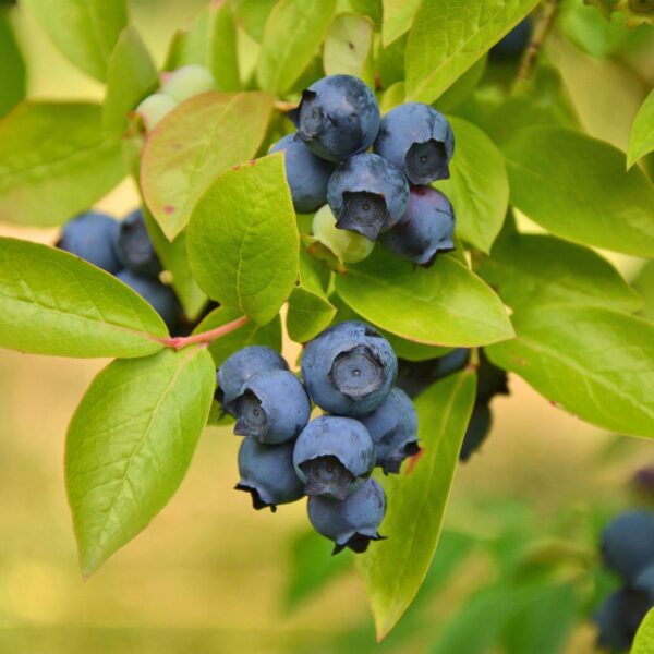 Vaccinium corymbosum Patriot - Heidelbeere - Winterhart - Heidelbeere - 2 Pflanzen