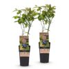 Vaccinium corymbosum Patriot - Heidelbeere - Winterhart - Heidelbeere - 2 Pflanzen