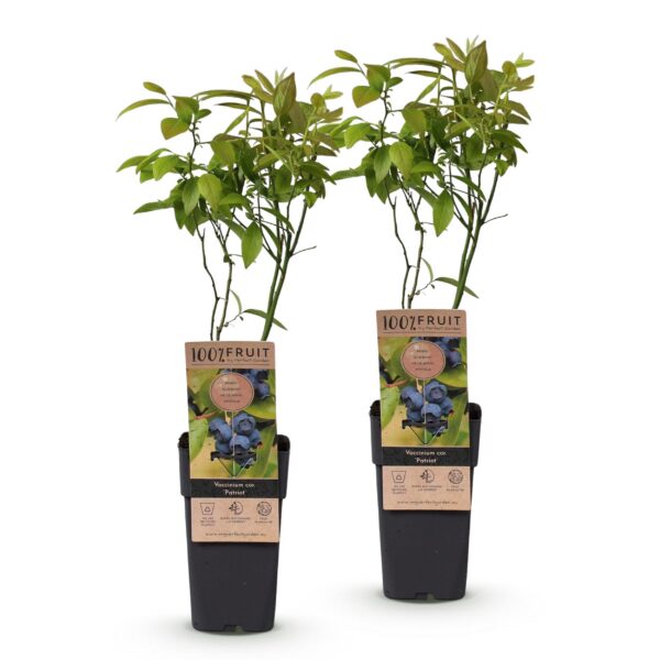Vaccinium corymbosum Patriot - Heidelbeere - Winterhart - Heidelbeere - 2 Pflanzen