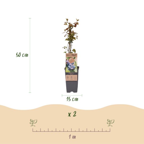 1dab03f8b148437b99f009cda721bcc5b790434054154d0fb8db671292c58fa3.jpg Vaccinium corymbosum Jersey - Heidelbeere - Winterhart - Heidelbeere - 2 Pflanzen