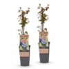 6311f1fdfaec4cebbfe6dfa954c8035259da2e8cf45143e9bfd20596d89e9a40.jpg Vaccinium corymbosum Jersey - Heidelbeere - Winterhart - Heidelbeere - 2 Pflanzen
