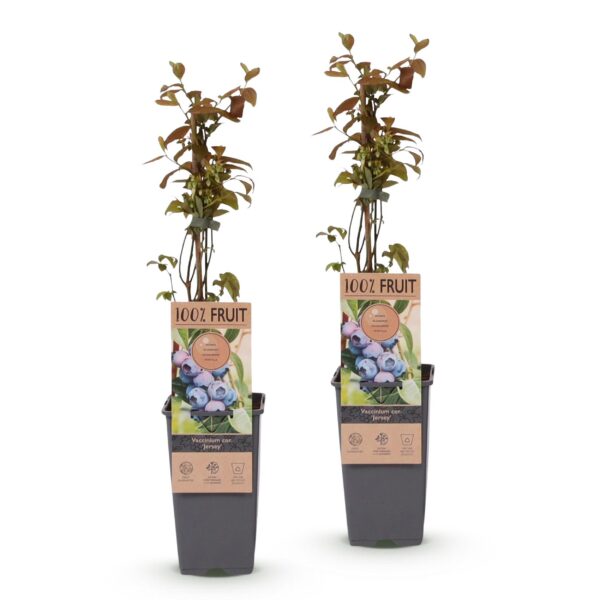 6311f1fdfaec4cebbfe6dfa954c8035259da2e8cf45143e9bfd20596d89e9a40.jpg Vaccinium corymbosum Jersey - Heidelbeere - Winterhart - Heidelbeere - 2 Pflanzen