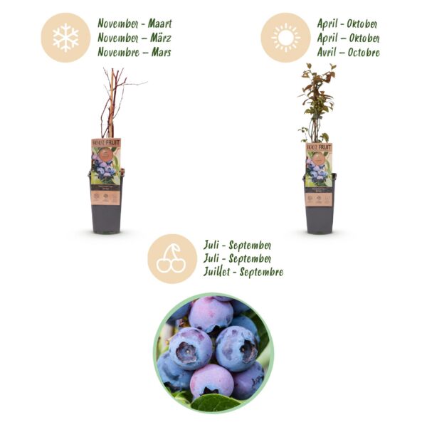 b5486a971d2a481fb7e5e2f799cf39eca582edc5c69d40cba0b38c2f61e2ad44.jpg Vaccinium corymbosum Jersey - Heidelbeere - Winterhart - Heidelbeere - 2 Pflanzen