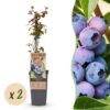 b96453d09a5343e994162b3ed5c2ef0b4382e03aef03411f8c6e5403a4e164b5.jpg Vaccinium corymbosum Jersey - Heidelbeere - Winterhart - Heidelbeere - 2 Pflanzen