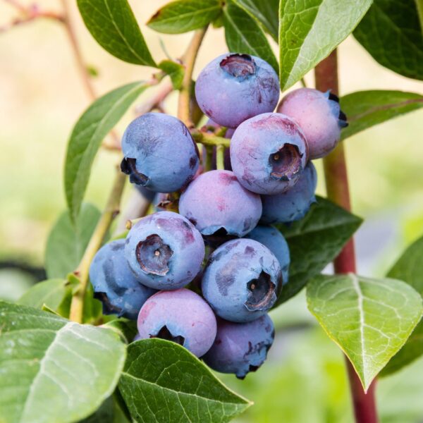 bca32b95be33402facf3b07271ce9af37b3f6d9cc75f4d968c39707b0fb705ef.jpg Vaccinium corymbosum Jersey - Heidelbeere - Winterhart - Heidelbeere - 2 Pflanzen
