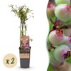 Vaccinium cor. Rosa Limonade - Rosa Heidelbeere - Winterhart - Rosa Beere - 2 Pflanzen