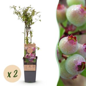13251d75fa9b4cc6b5128bc2cb0a74f7a679c2f17c754401b749be35461fff30.jpg Vaccinium cor. Rosa Limonade - Rosa Heidelbeere - Winterhart - Rosa Beere - 2 Pflanzen