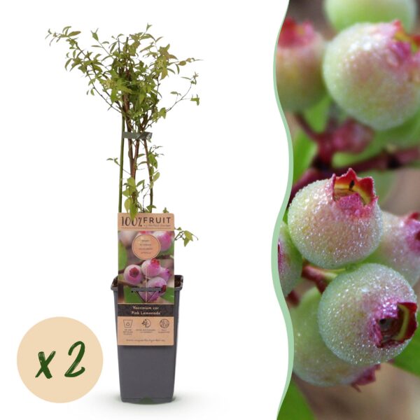 Vaccinium cor. Rosa Limonade - Rosa Heidelbeere - Winterhart - Rosa Beere - 2 Pflanzen