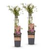 Vaccinium cor. Rosa Limonade - Rosa Heidelbeere - Winterhart - Rosa Beere - 2 Pflanzen