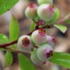Vaccinium cor. Rosa Limonade - Rosa Heidelbeere - Winterhart - Rosa Beere - 2 Pflanzen