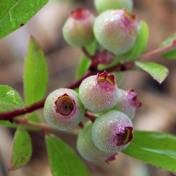 Vaccinium cor. Rosa Limonade - Rosa Heidelbeere - Winterhart - Rosa Beere - 2 Pflanzen