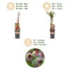 Vaccinium cor. Rosa Limonade - Rosa Heidelbeere - Winterhart - Rosa Beere - 2 Pflanzen