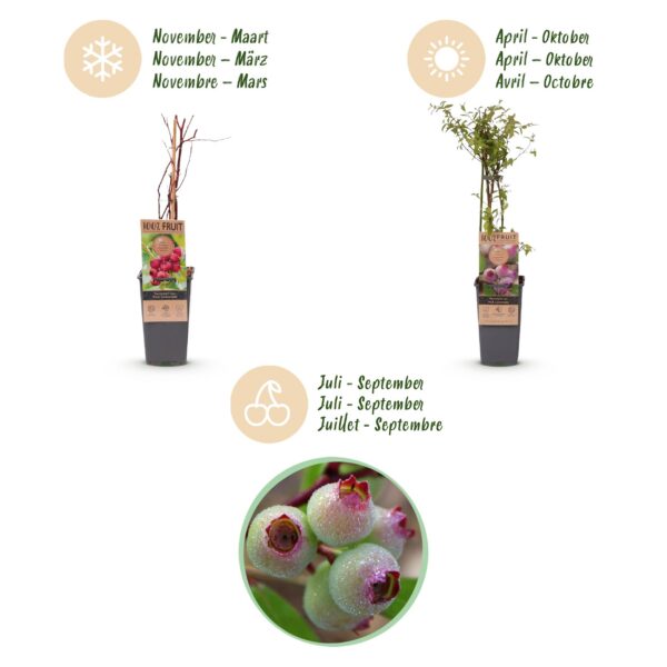 Vaccinium cor. Rosa Limonade - Rosa Heidelbeere - Winterhart - Rosa Beere - 2 Pflanzen