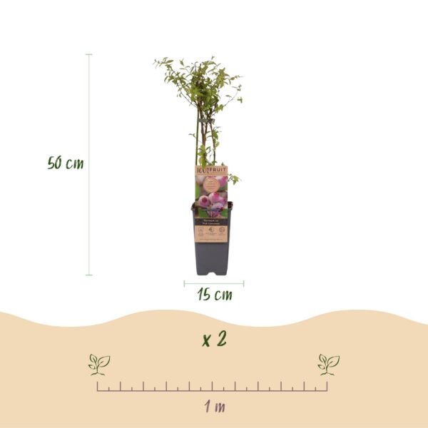 Vaccinium cor. Rosa Limonade - Rosa Heidelbeere - Winterhart - Rosa Beere - 2 Pflanzen