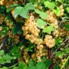 Ribes rubrum White Pearl - Beerenpflanze - Winterhart - Weiße Beeren - 2 Pflanzen