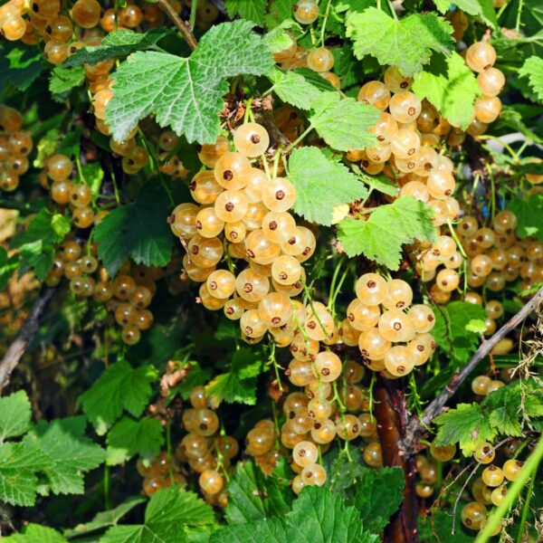Ribes rubrum White Pearl - Beerenpflanze - Winterhart - Weiße Beeren - 2 Pflanzen