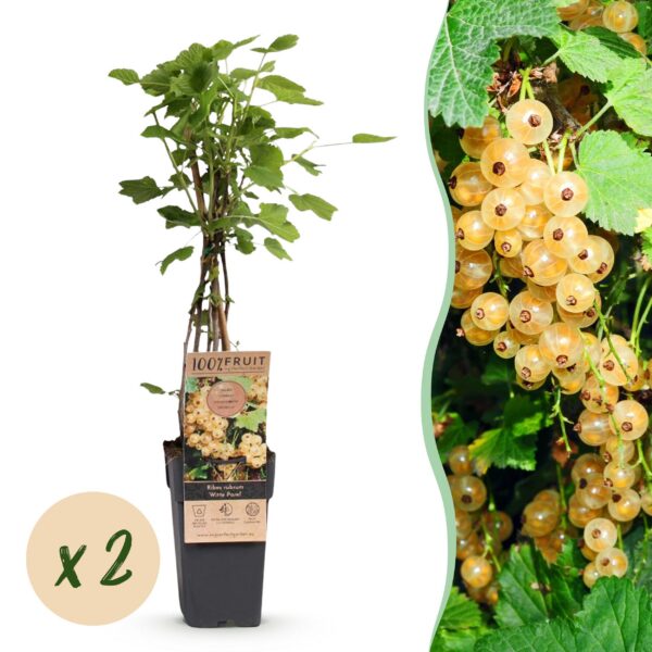 Ribes rubrum White Pearl - Beerenpflanze - Winterhart - Weiße Beeren - 2 Pflanzen