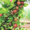 Ribes uva-crispa Hinnonmäki Röd - Stachelbeere - Winterhart - Rote Beere - 2 Pflanzen