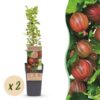 Ribes uva-crispa Hinnonmäki Röd - Stachelbeere - Winterhart - Rote Beere - 2 Pflanzen