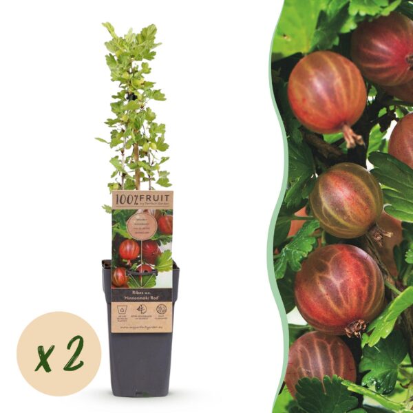 Ribes uva-crispa Hinnonmäki Röd - Stachelbeere - Winterhart - Rote Beere - 2 Pflanzen