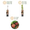 Ribes uva-crispa Hinnonmäki Röd - Stachelbeere - Winterhart - Rote Beere - 2 Pflanzen