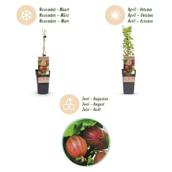 Ribes uva-crispa Hinnonmäki Röd - Stachelbeere - Winterhart - Rote Beere - 2 Pflanzen