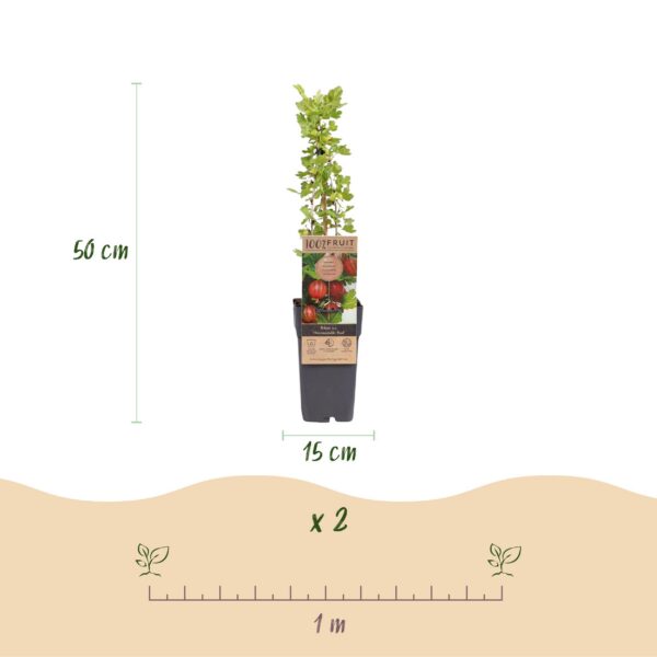 Ribes uva-crispa Hinnonmäki Röd - Stachelbeere - Winterhart - Rote Beere - 2 Pflanzen