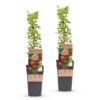 Ribes uva-crispa Hinnonmäki Röd - Stachelbeere - Winterhart - Rote Beere - 2 Pflanzen