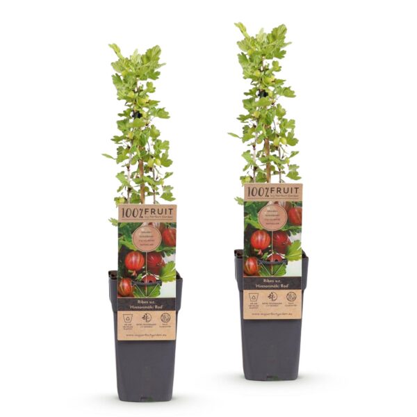 Ribes uva-crispa Hinnonmäki Röd - Stachelbeere - Winterhart - Rote Beere - 2 Pflanzen