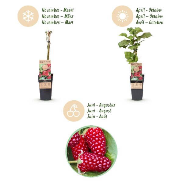 Rubus Thornless Loganberry - Brombeere - Winterhart - Rote Früchte - 2 Pflanzen