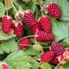 Rubus Thornless Loganberry - Brombeere - Winterhart - Rote Früchte - 2 Pflanzen