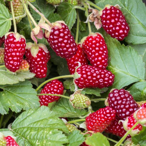 Rubus Thornless Loganberry - Brombeere - Winterhart - Rote Früchte - 2 Pflanzen