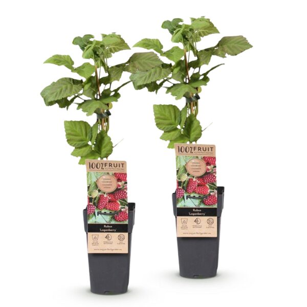 Rubus Thornless Loganberry - Brombeere - Winterhart - Rote Früchte - 2 Pflanzen