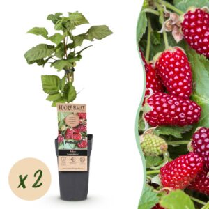 d91ee38e05e04e2f8554f03081e4d630beebdb53eca34845b6cd02c5ba164a51.jpg Rubus Thornless Loganberry - Brombeere - Winterhart - Rote Früchte - 2 Pflanzen