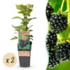 008334d4f47e482d951e54378825d29f56568658526c43899f7966f544dfbad0.jpg Rubus occ. Black Jewel - Brombeerpflanze - Winterhart - Brombeere - 2 Pflanzen
